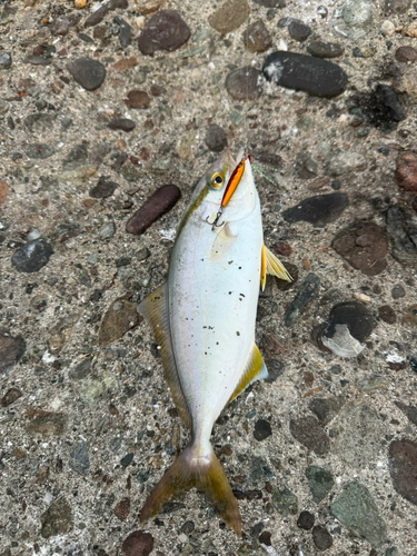 ショゴの釣果