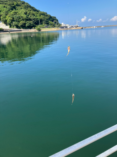 ハゼの釣果