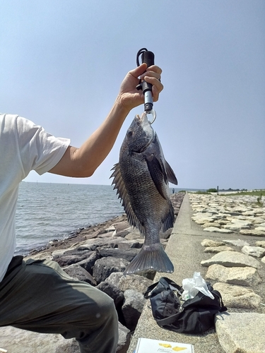 クロダイの釣果