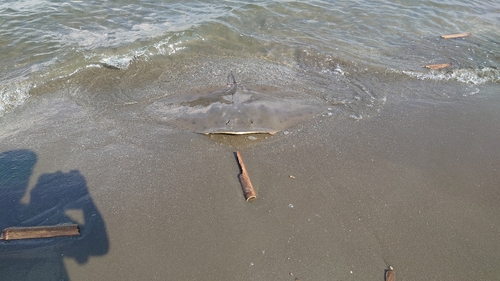 ツバクロエイの釣果