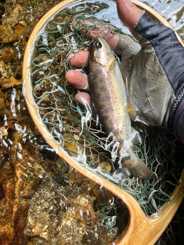 ヤマメの釣果