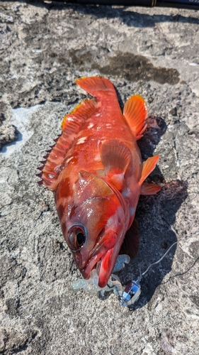 アカハタの釣果