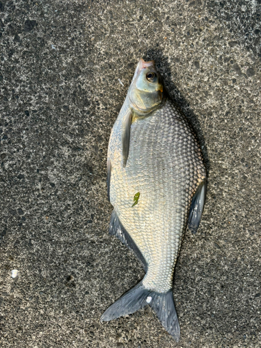 ダントウボウの釣果