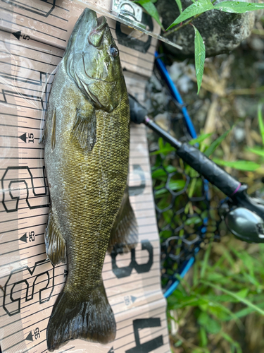 スモールマウスバスの釣果