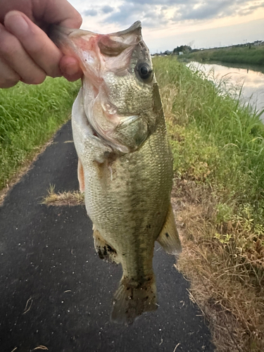 ラージマウスバスの釣果