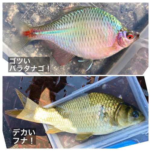 タイリクバラタナゴの釣果