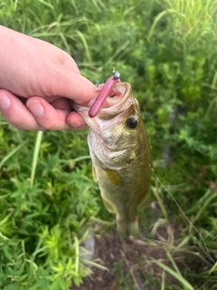 ラージマウスバスの釣果