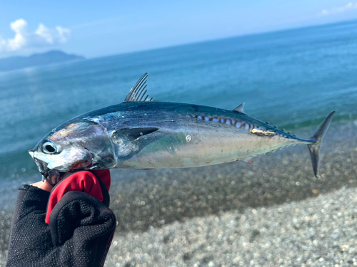 ソウダガツオの釣果