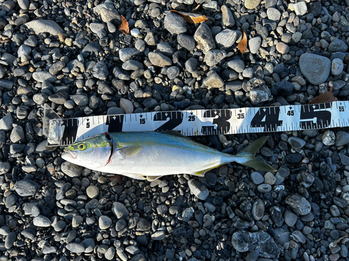 ワカシの釣果