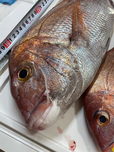 マダイの釣果