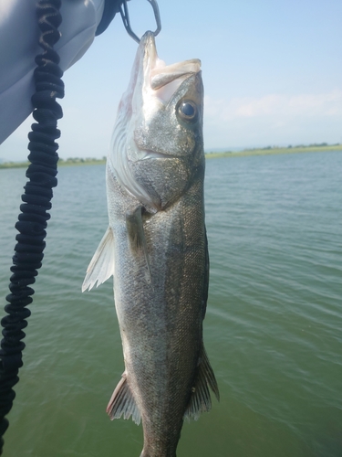 スズキの釣果