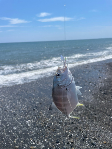 メッキの釣果