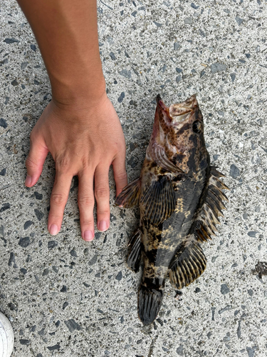 クロソイの釣果