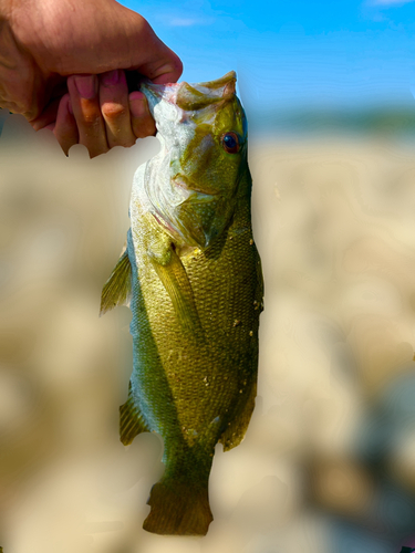 釣果