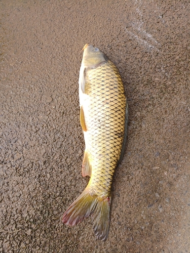 コイの釣果