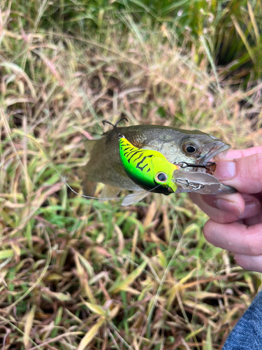 ブラックバスの釣果