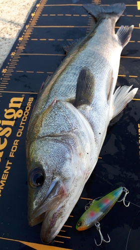 シーバスの釣果