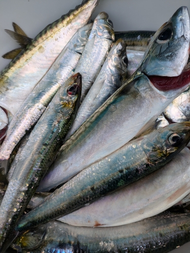 イワシの釣果