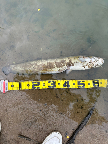 ナマズの釣果