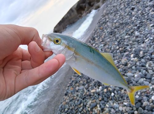 コゾクラの釣果