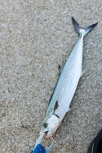 サゴシの釣果