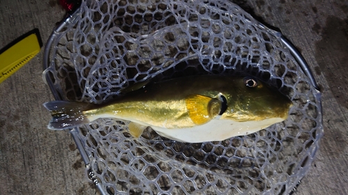 クロサバフグの釣果