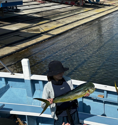 シイラの釣果