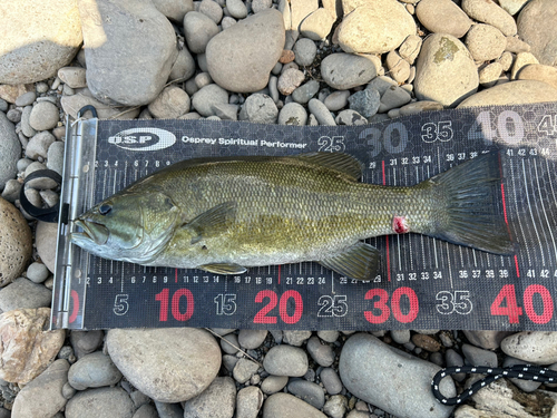 スモールマウスバスの釣果