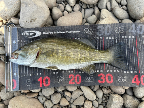 スモールマウスバスの釣果