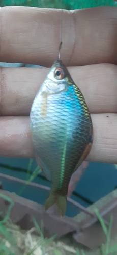 タイリクバラタナゴの釣果