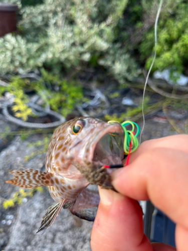 オオモンハタの釣果