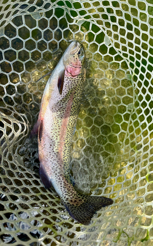 ニジマスの釣果