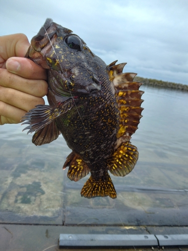 オウゴンムラソイの釣果