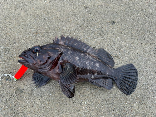 ハチガラの釣果