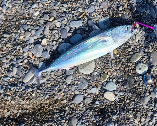 マルソウダの釣果