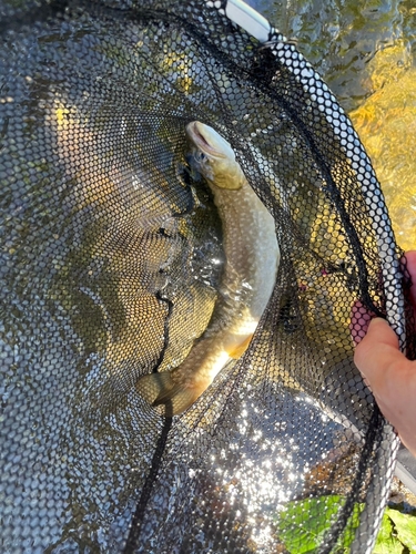 アメマスの釣果