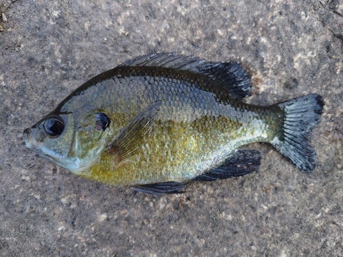 ブルーギルの釣果