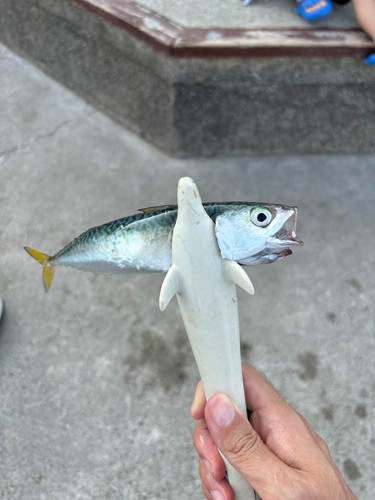 マサバの釣果