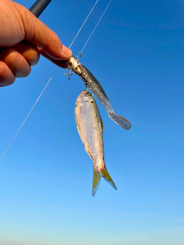 サッパの釣果