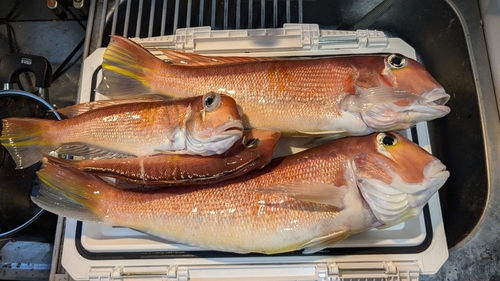 アマダイの釣果