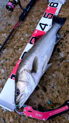 シーバスの釣果