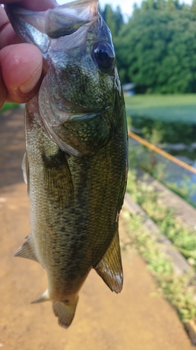 ラージマウスバスの釣果