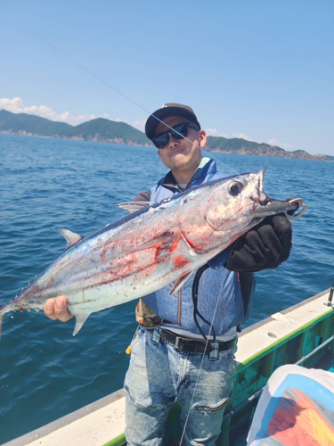 カツオの釣果