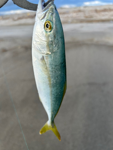 ワカシの釣果