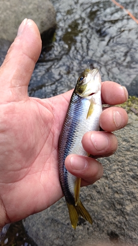 カワムツの釣果