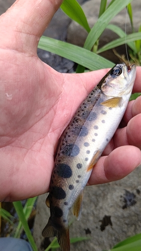 ヤマメの釣果