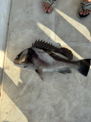 コショウダイの釣果