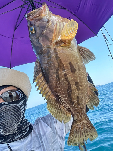 ホウキハタの釣果