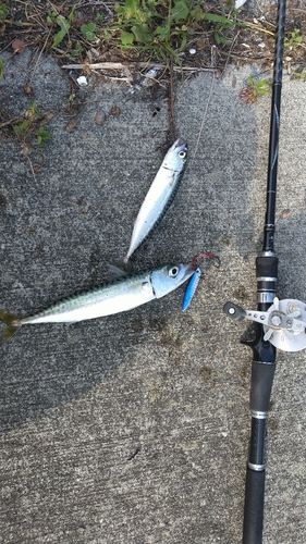 サバの釣果