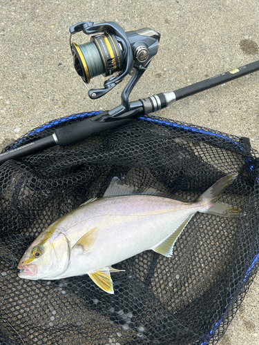 ショゴの釣果